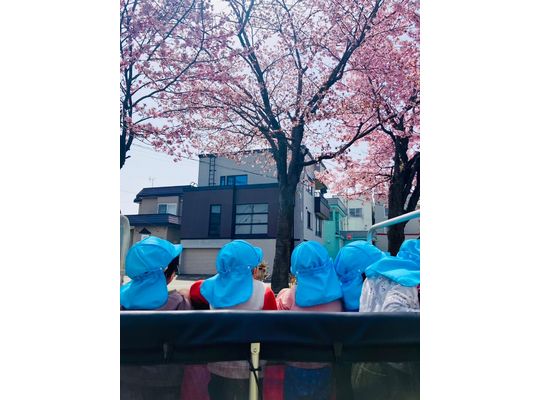 北海道　札幌　厚別　保育園　桜　お花見　様子