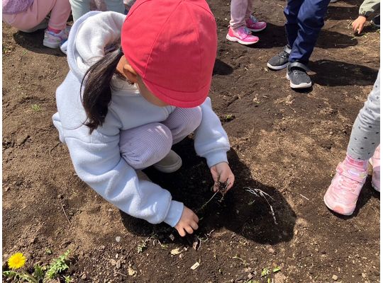 園庭　畑　石拾い