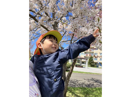 桜の木　函館　お散歩　保育園