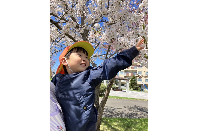 桜の木　函館　お散歩　保育園