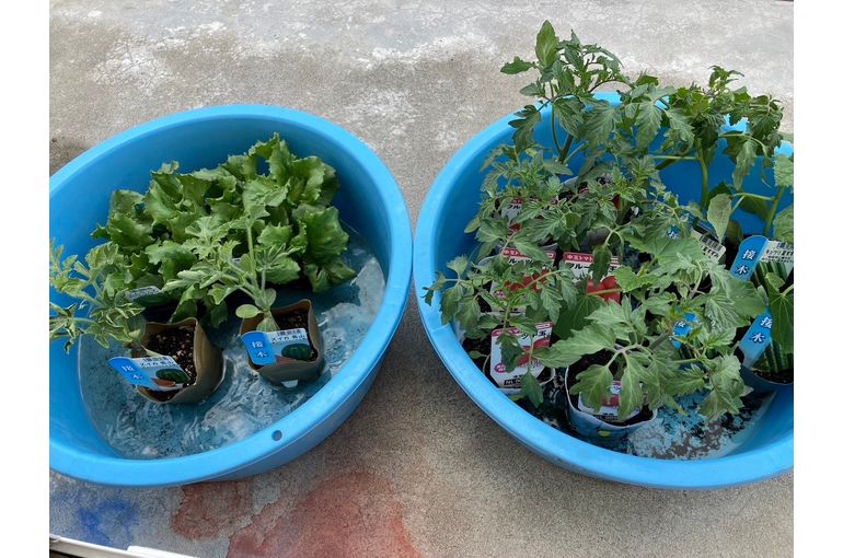 植物　苗