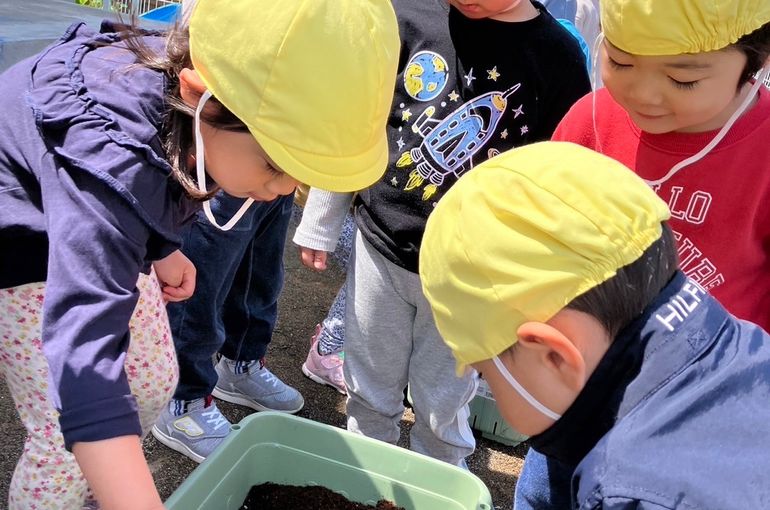 北海道　札幌　江別　保育園　野菜植え　様子