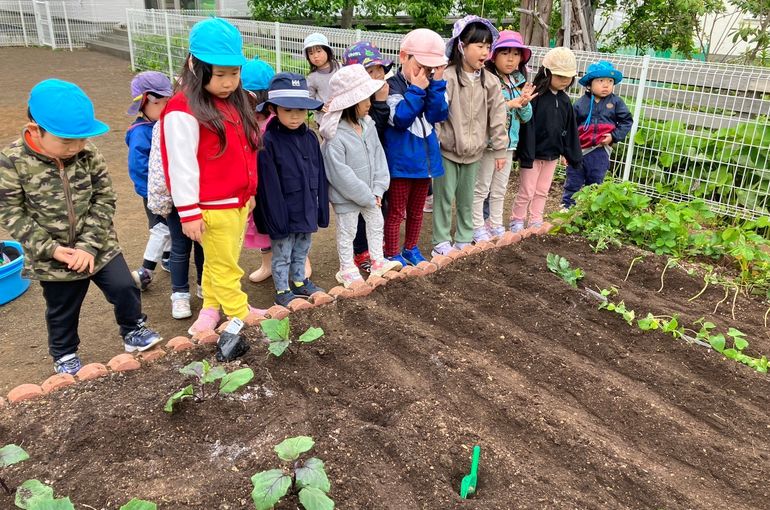 北海道　野幌　保育園　苗植え　見ている　様子　札幌　近郊　保育園