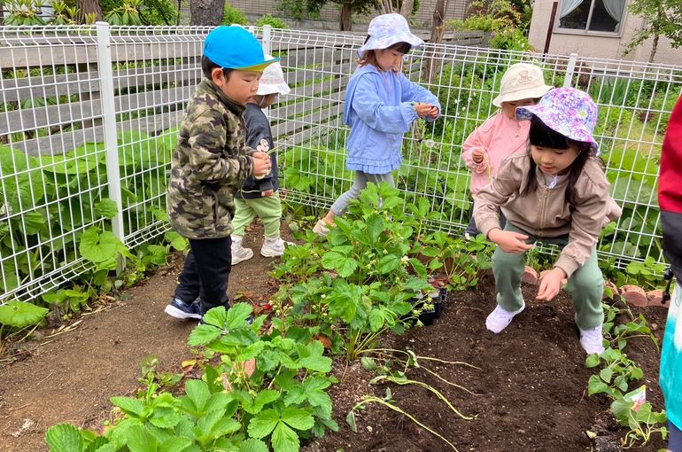 北海道　野幌　保育園　苗植え　実践　様子　札幌　近郊　保育園