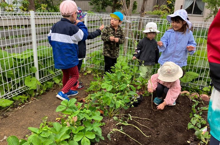 北海道　野幌　保育園　苗植え　実践　様子　札幌　近郊　保育園