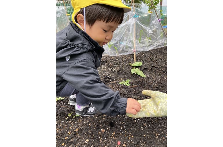 田植えをする子ども④