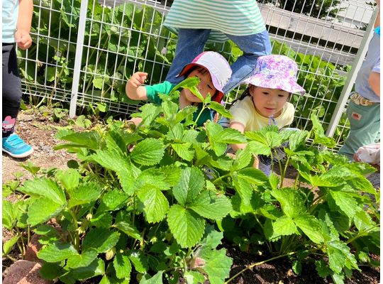 江別　保育園　畑