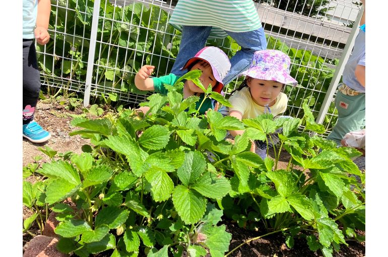 江別　保育園　畑