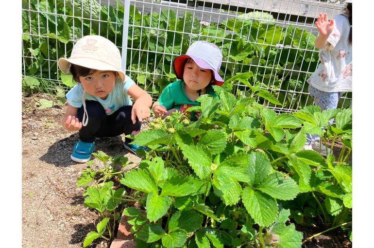 江別　保育園　様子　いちご