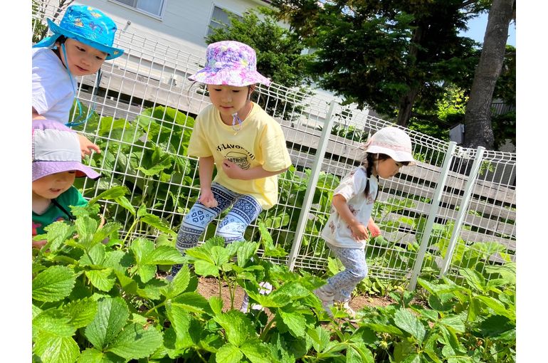 江別　畑　すくすく