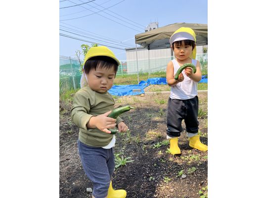 札幌保育園　きっずぱーく　畑　野菜収穫