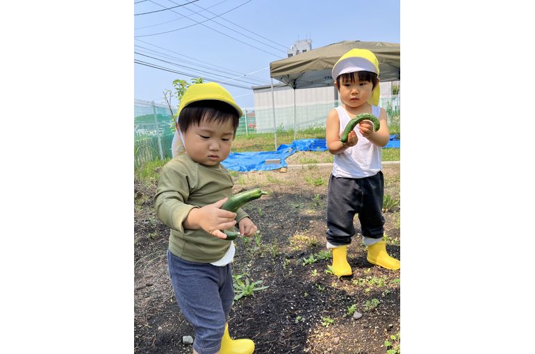 札幌保育園　GEADあおぞらこども園　畑　野菜収穫