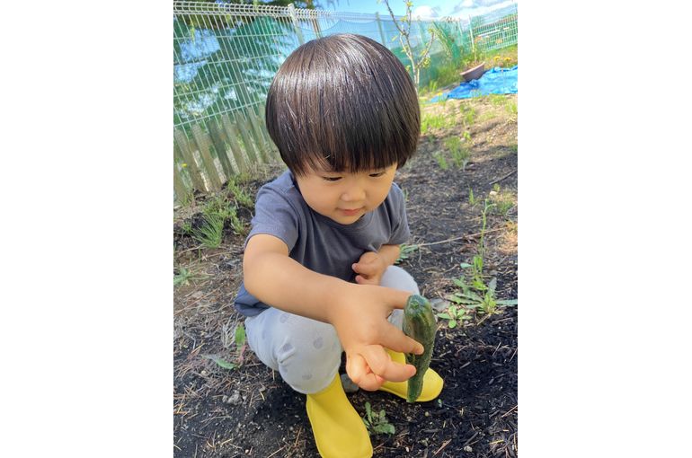札幌保育園　GEADあおぞらこども園　きゅうり