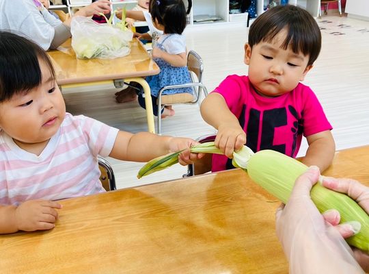 札幌市　厚別　保育園　とうきび　皮むき　子どもたち　様子