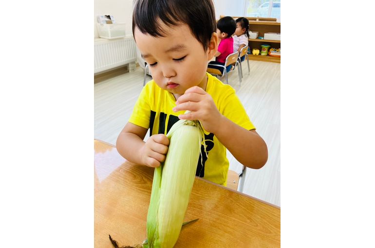 札幌市　厚別　認可保育園　トウモロコシ　皮むき　男の子　様子