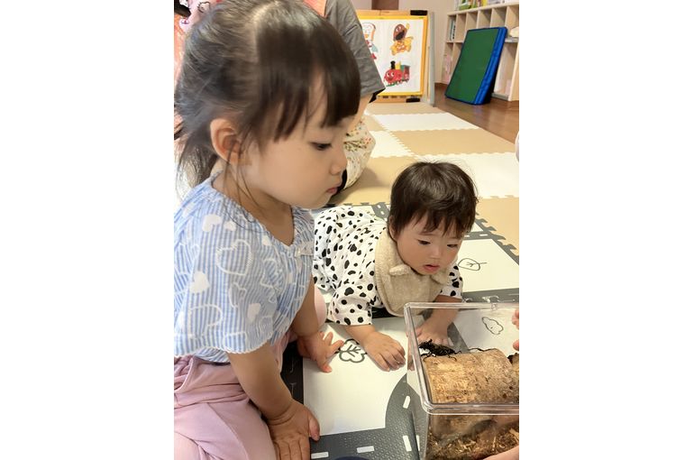保育園　クワガタ　乳児　観察