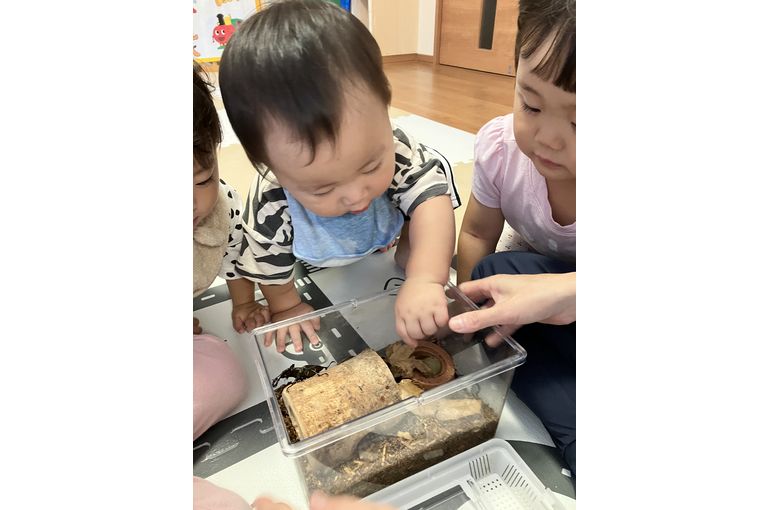 保育園　函館　クワガタ　感触