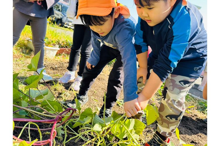 札幌　保育園　さつまいも