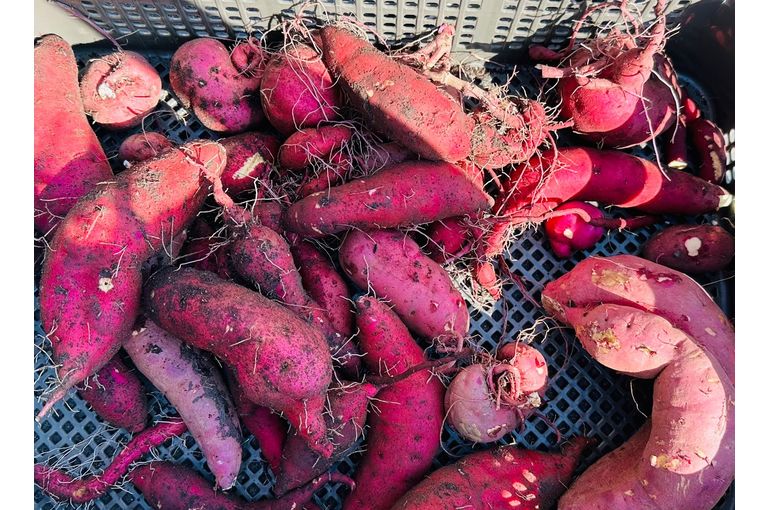 札幌　保育園　収穫　体験