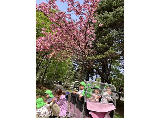 桜,札幌市,保育園,認可保育園,企業主導型保育園,函館市,江別市