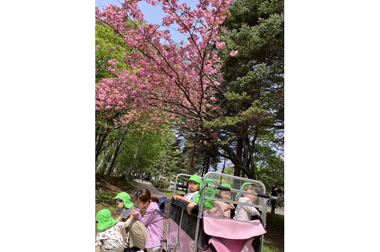 桜,札幌市,保育園,認定保育園,企業主導型保育園,函館市,江別市