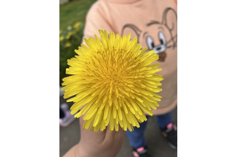 たんぽぽ,札幌市,保育園,認可保育園,企業主導型保育園,函館市,江別市