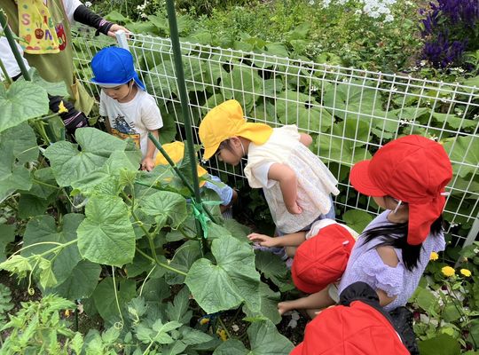 野菜,収穫,札幌市,保育園,認定こども園,企業主導型保育園,函館市,江別市