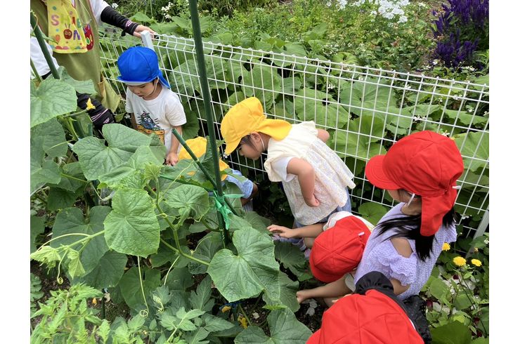 野菜,収穫,札幌市,保育園,認定こども園,企業主導型保育園,函館市,江別市