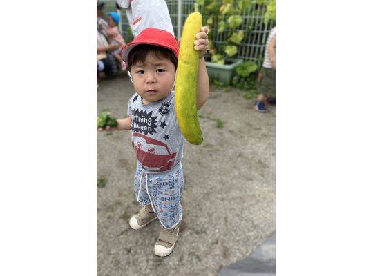 野菜,畑,認定こども園,製作,札幌市,保育園,認可保育園,企業主導型保育園,函館市,江別市