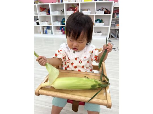 とうもろこし,認定こども園,札幌市,保育園,認可保育園,企業主導型保育園,函館市,江別市