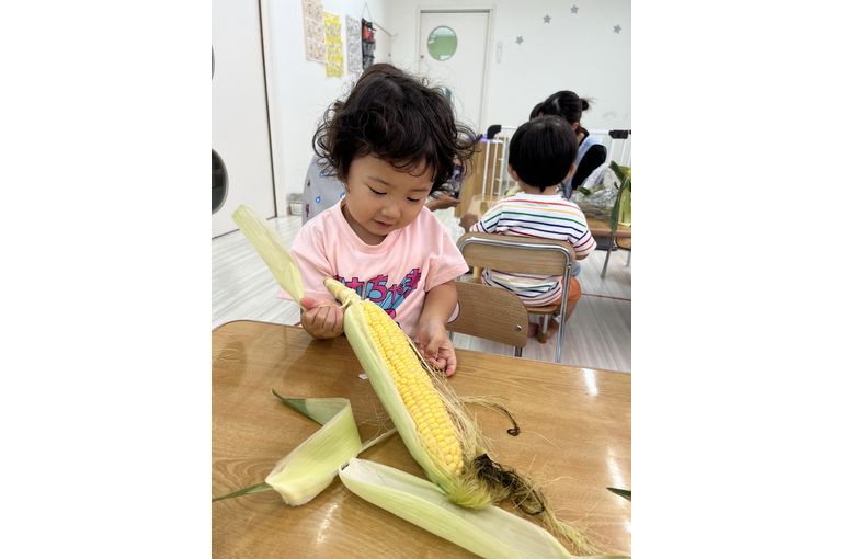 とうもろこし,認定こども園,札幌市,保育園,認可保育園,企業主導型保育園,函館市,江別市