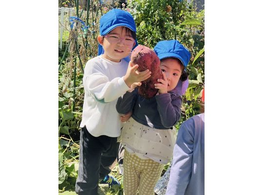 収穫,さつまいも,認定こども園,札幌市,保育園,認可保育園,企業主導型保育園,函館市,江別市