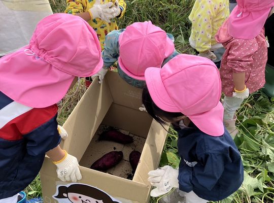さつまいも,芋ほり,認定こども園,札幌市,保育園,認可保育園,企業主導型保育園,函館市,江別市