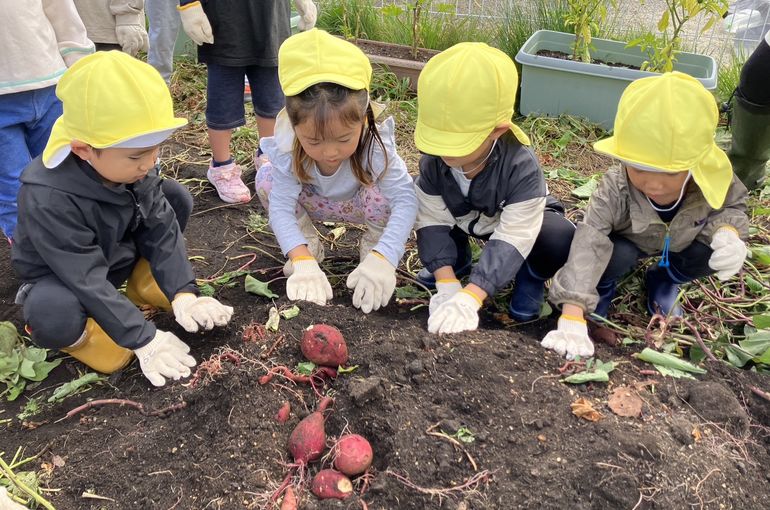 さつまいも,芋ほり,認定こども園,札幌市,保育園,認可保育園,企業主導型保育園,函館市,江別市