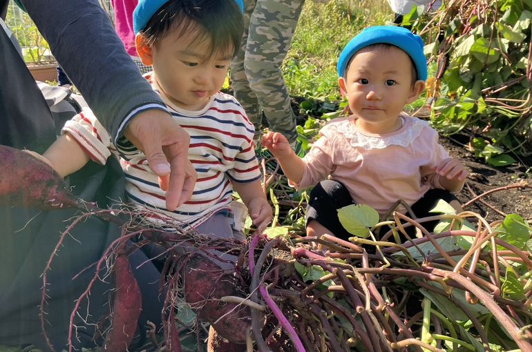 さつまいも,芋ほり,認定こども園,札幌市,保育園,認可保育園,企業主導型保育園,函館市,江別市