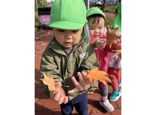 落ち葉,秋,認定こども園,札幌市,保育園,認可保育園,企業主導型保育園,函館市,江別市