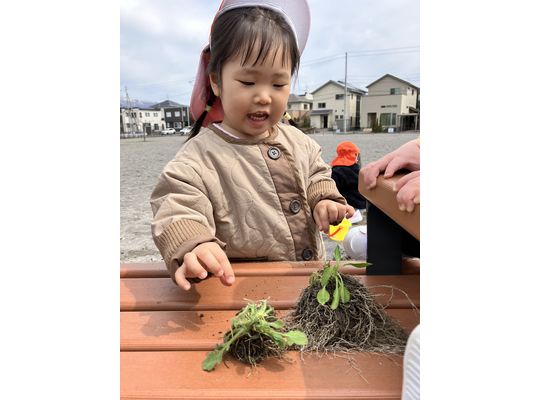 認定こども園,保育園,認可保育園,企業主導型保育園,保育所,函館市,江別市,札幌市,おさんぽ,散歩,春探し