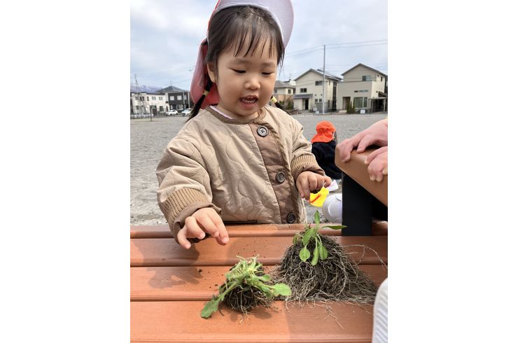 認定こども園,保育園,認可保育園,企業主導型保育園,保育所,函館市,江別市,札幌市,おさんぽ,散歩,春探し